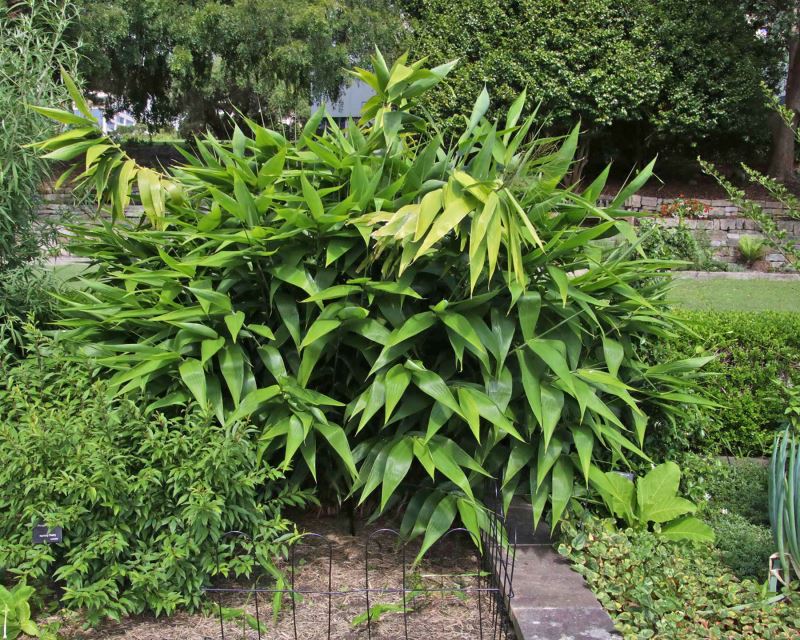 ZINGIBER OFFICINALE (ZENZERO)