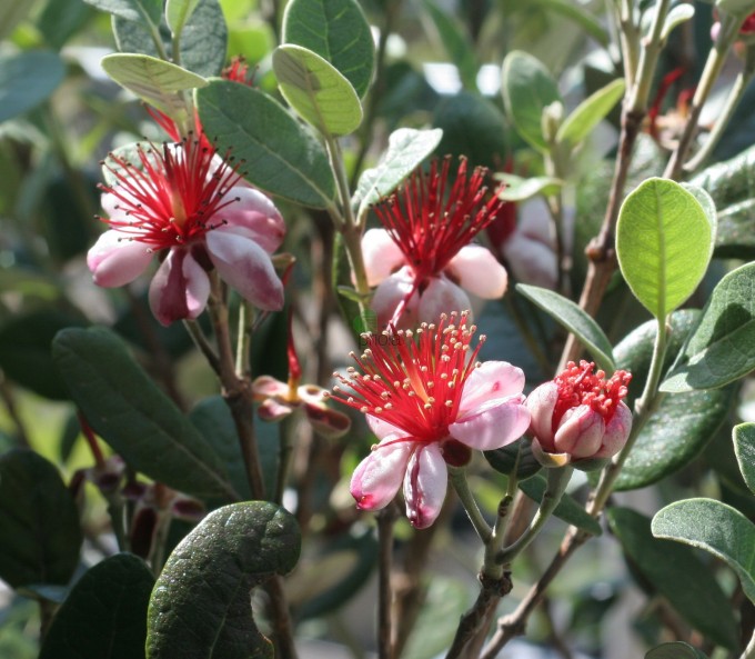 ACCA SELLOWIANA  (FEIJOA)