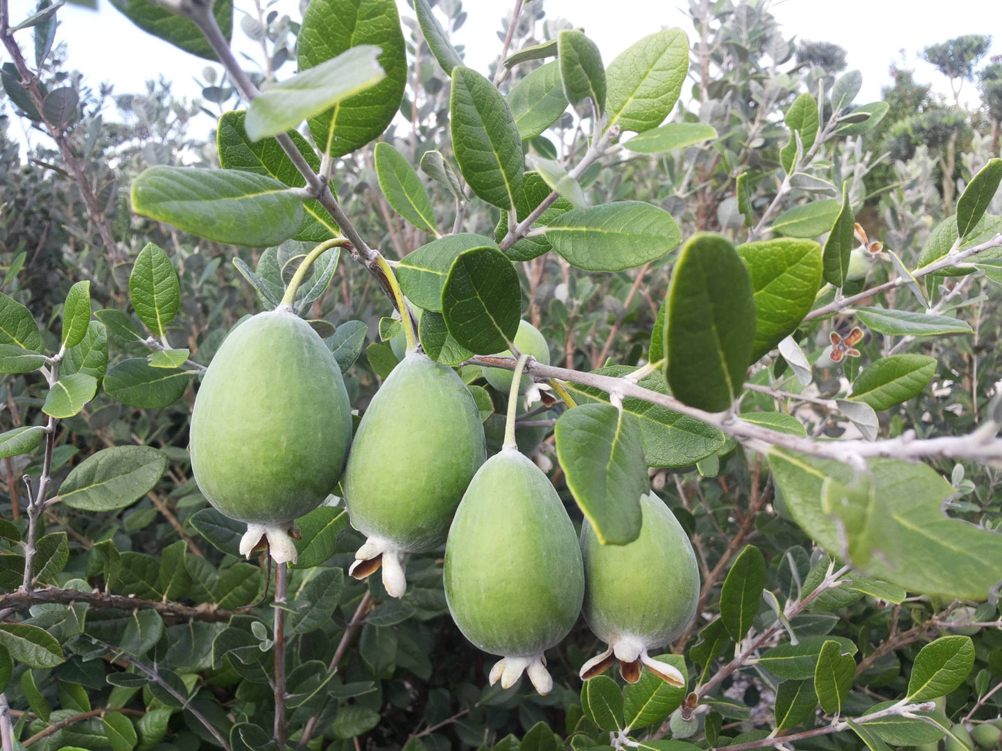 ACCA SELLOWIANA  (FEIJOA)