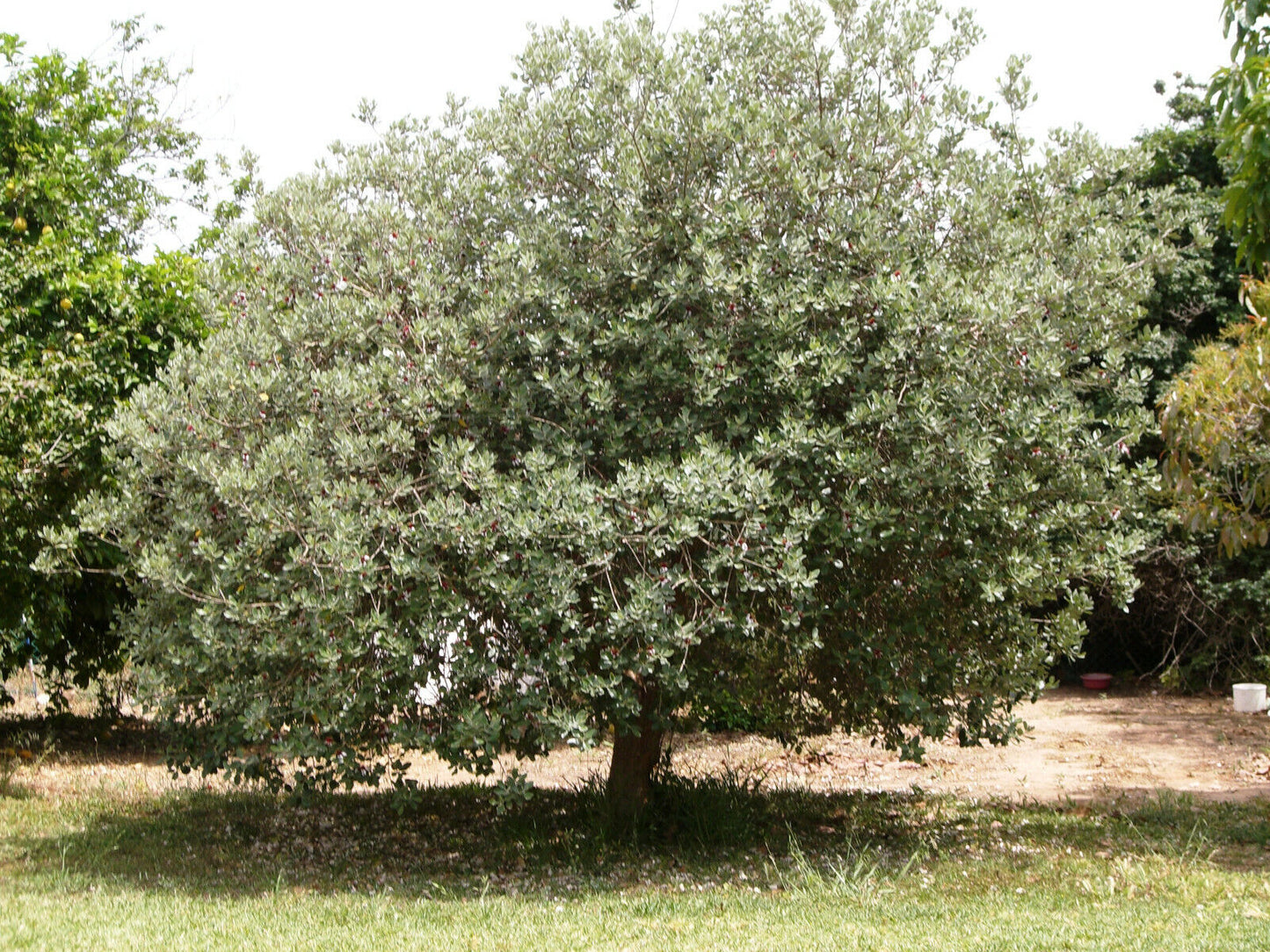 ACCA SELLOWIANA VAR. COLLIDGE (FEIJOA)