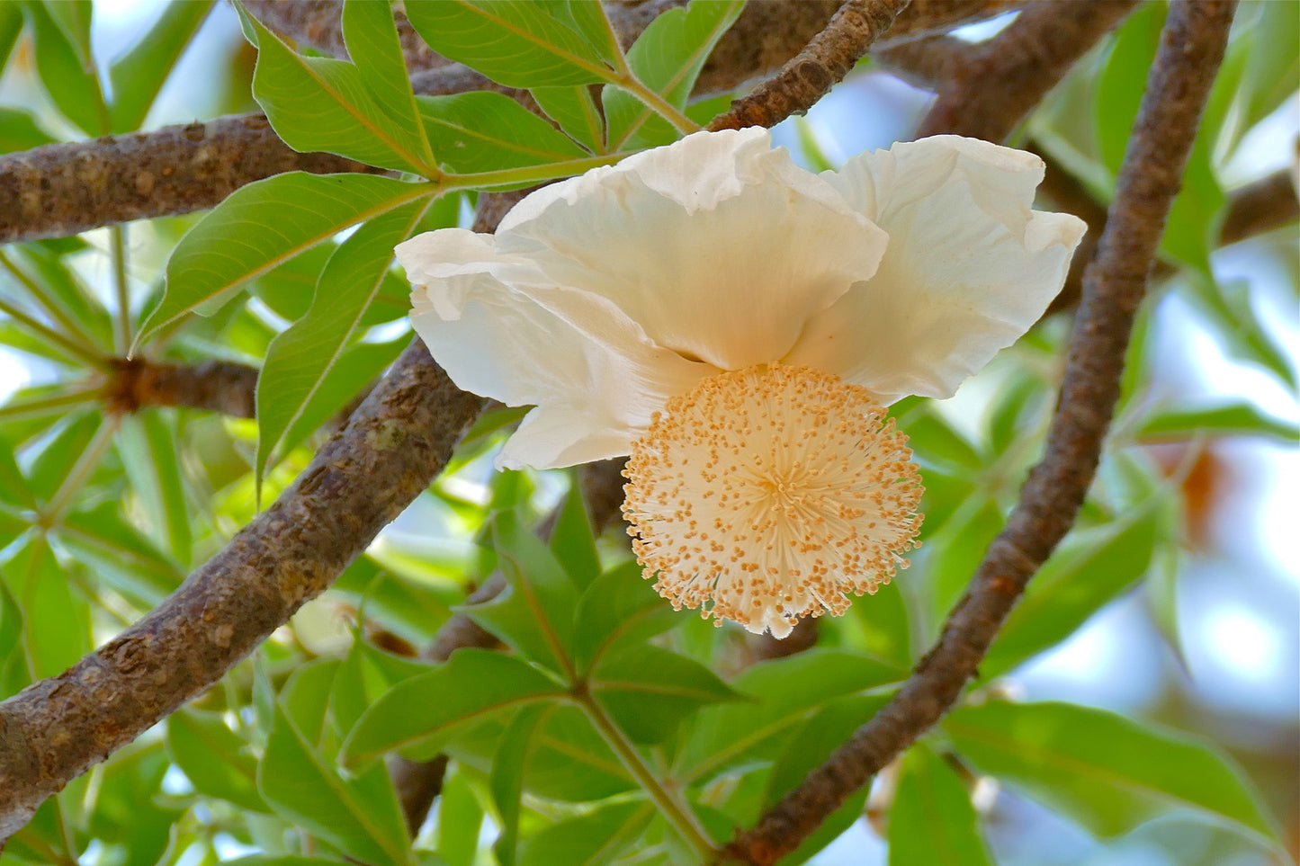 ADANSONIA DIGITATA (BAO BAB)