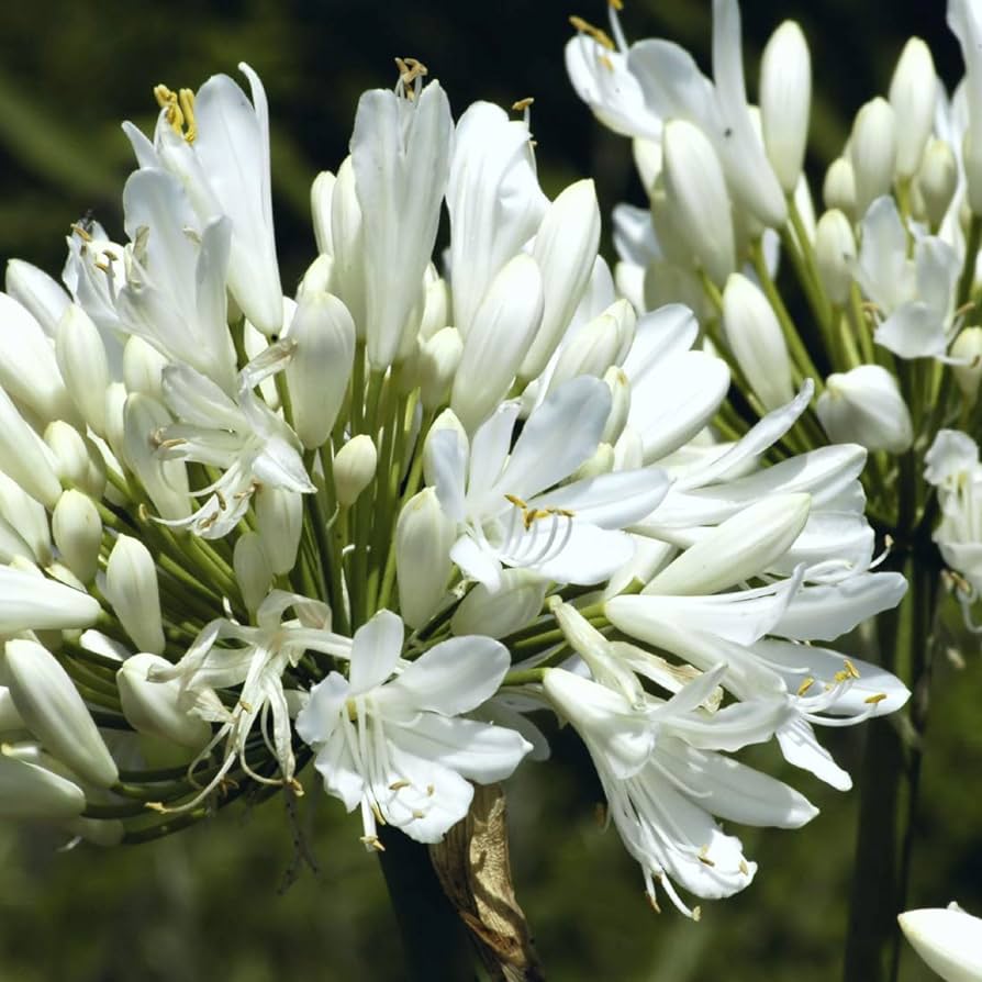 AGAPANTHUS AFRICANUS (AGAPANTO)