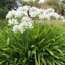 AGAPANTHUS AFRICANUS (AGAPANTHUS)