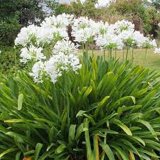 AGAPANTHUS AFRICANUS (AGAPANTO)