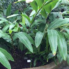 ALPINIA ZERUMBET (ZENZERO CONCHIGLIA)