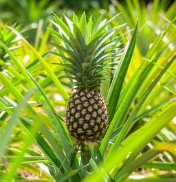 ANANAS COMOSUS (ANANAS)