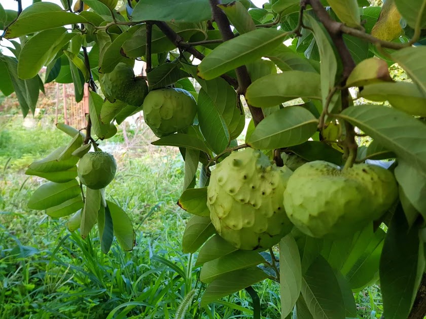 ANNONA CHERIMOYA (CHERIMOLA) VAR. ALBORAN