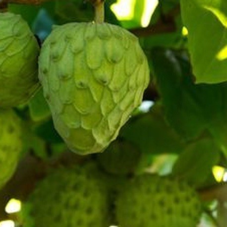 ANNONA CHERIMOYA (CHERIMOLA) VAR. FINO DE JETE