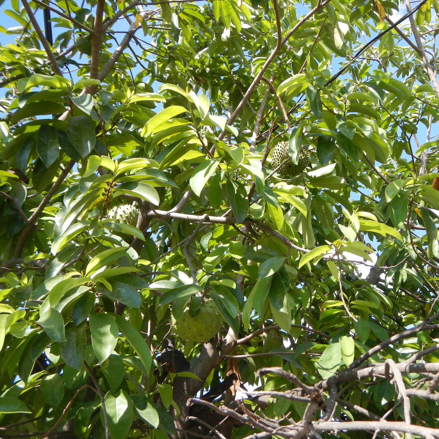 ANNONA MURICATA (GUANABANA - COROSSOL)