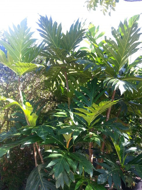 ARTOCARPUS HETEROPHYLLUS ORANGE FRUIT (JACKFRUIT)
