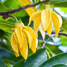 ARTABOTRYS HEXAPETALUS (YLANG YLANG RAMPICANTE)