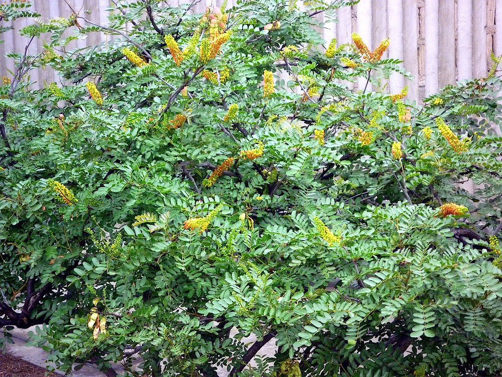 CAESALPINIA SPINOSA (TARA GUM)