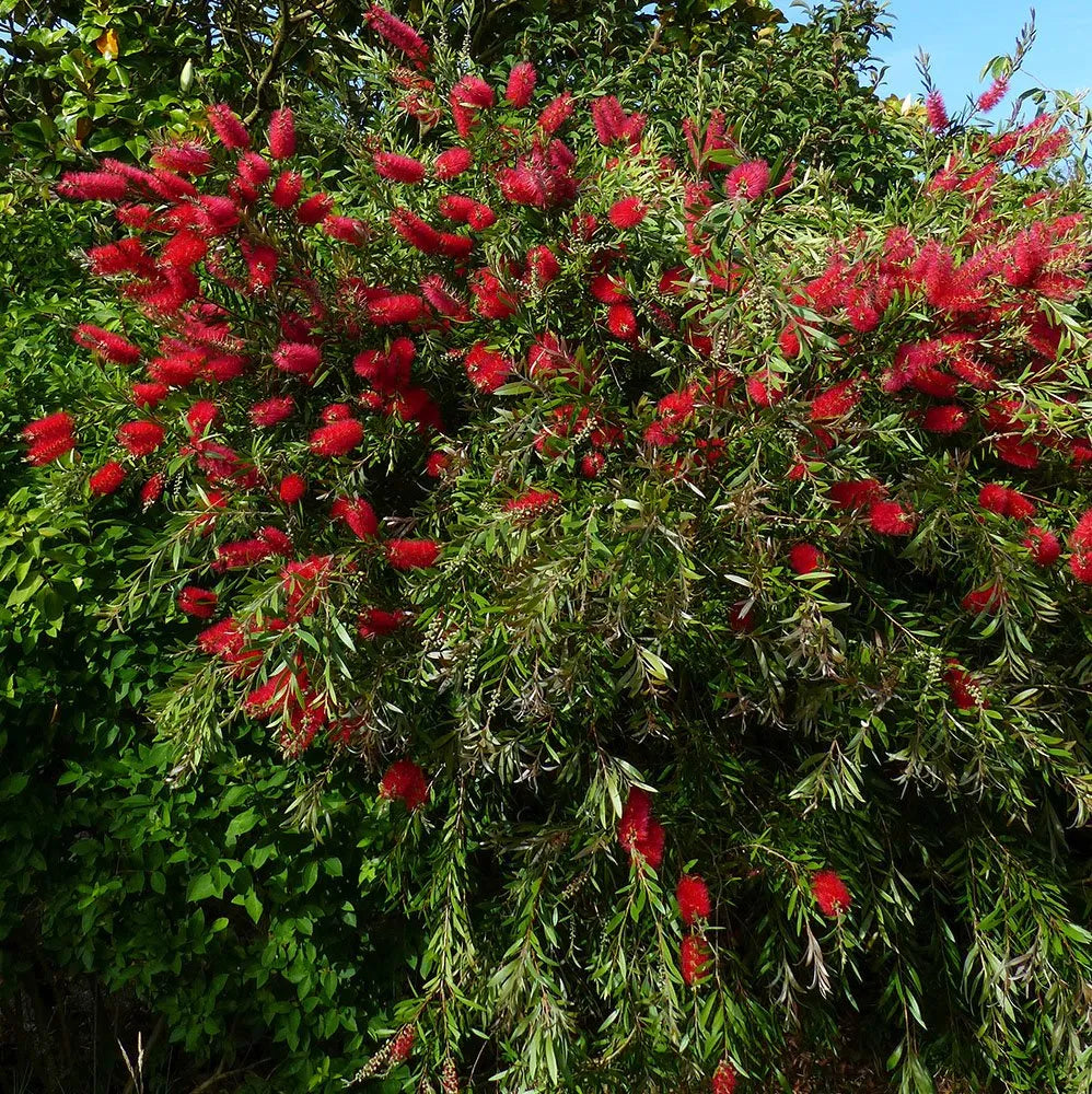 CEIBA SPECIOSA (CHORISIA - BOTTLE TREE)