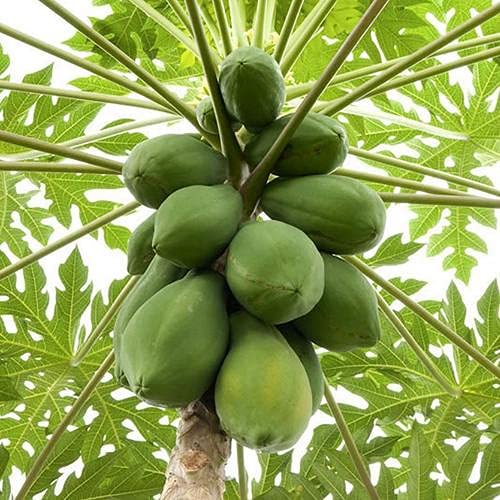 CHARGE PAPAYA VAR. TAINUNG (PAPAYA)