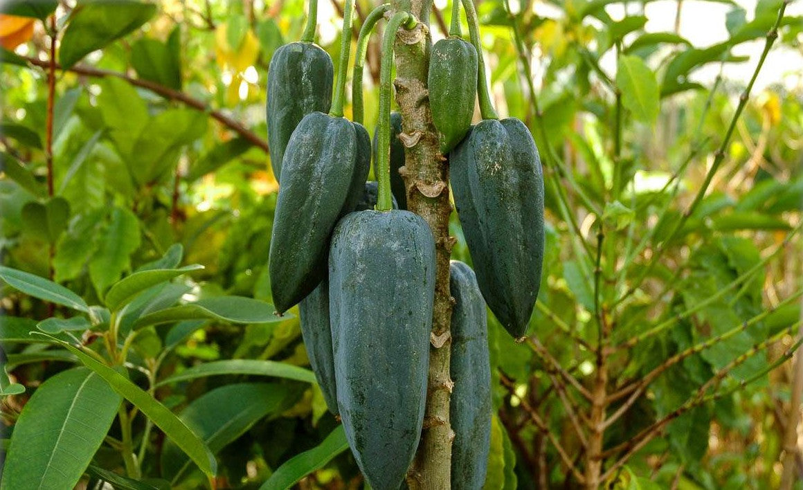 CHARGE OF THE PENTAGON (BABACO)