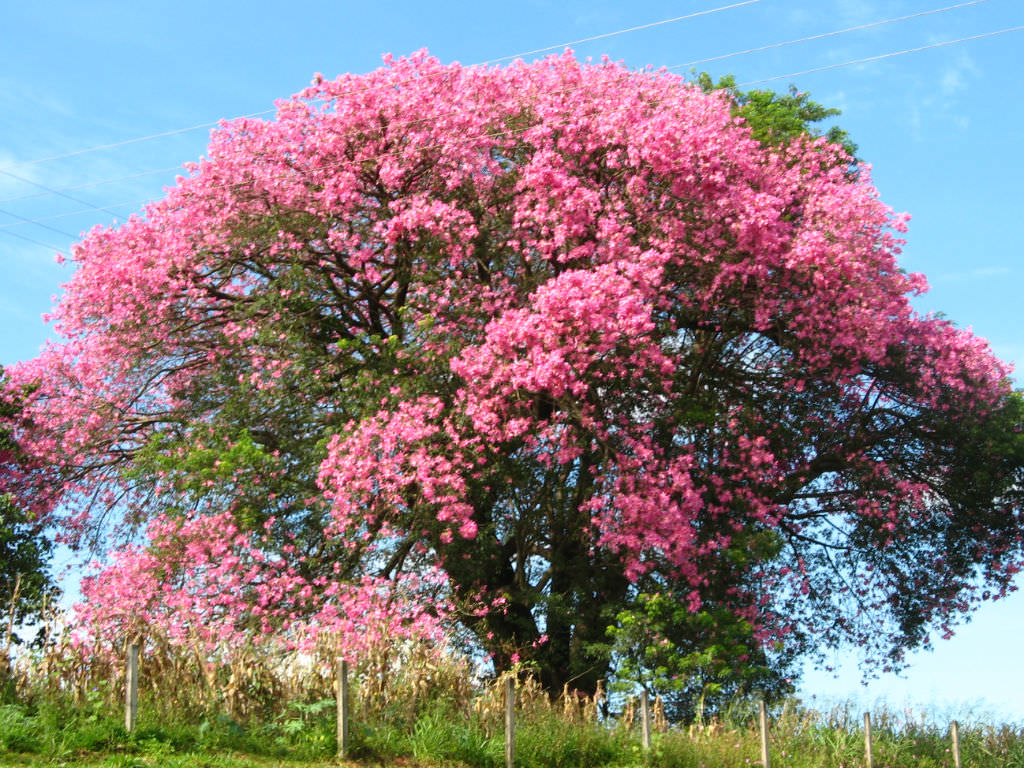 CEIBA SPECIOSA (CHORISIA - BOTTLE TREE)