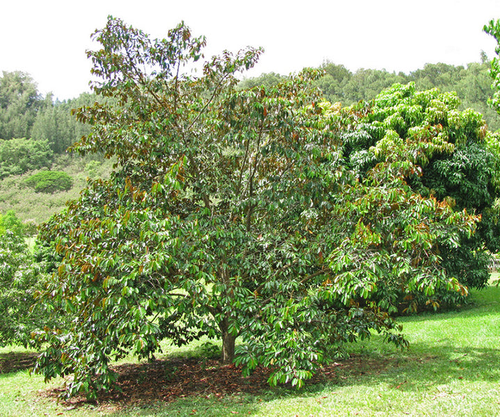 CHRYSOPHYLLUM CAINITO (CAIMITO VIOLA - STAR APPLE)