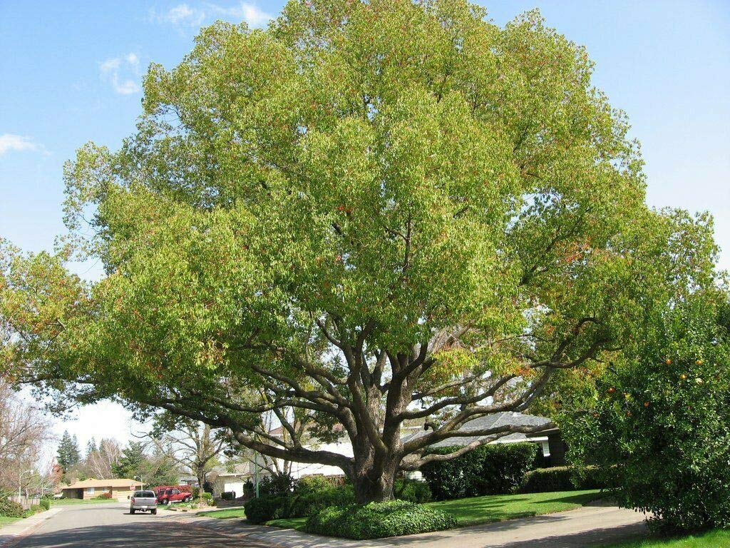 CINNAMOMUM CAMPHORA (CAMPHOR TREE)