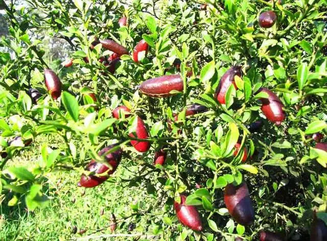 CITRUS AUSTRALASICA (FINGER LIME POLPA ROSSA)