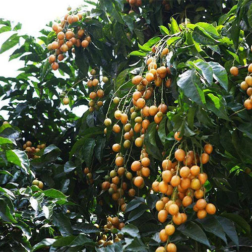 CLAUSENA LANSIUM (WAMPI)