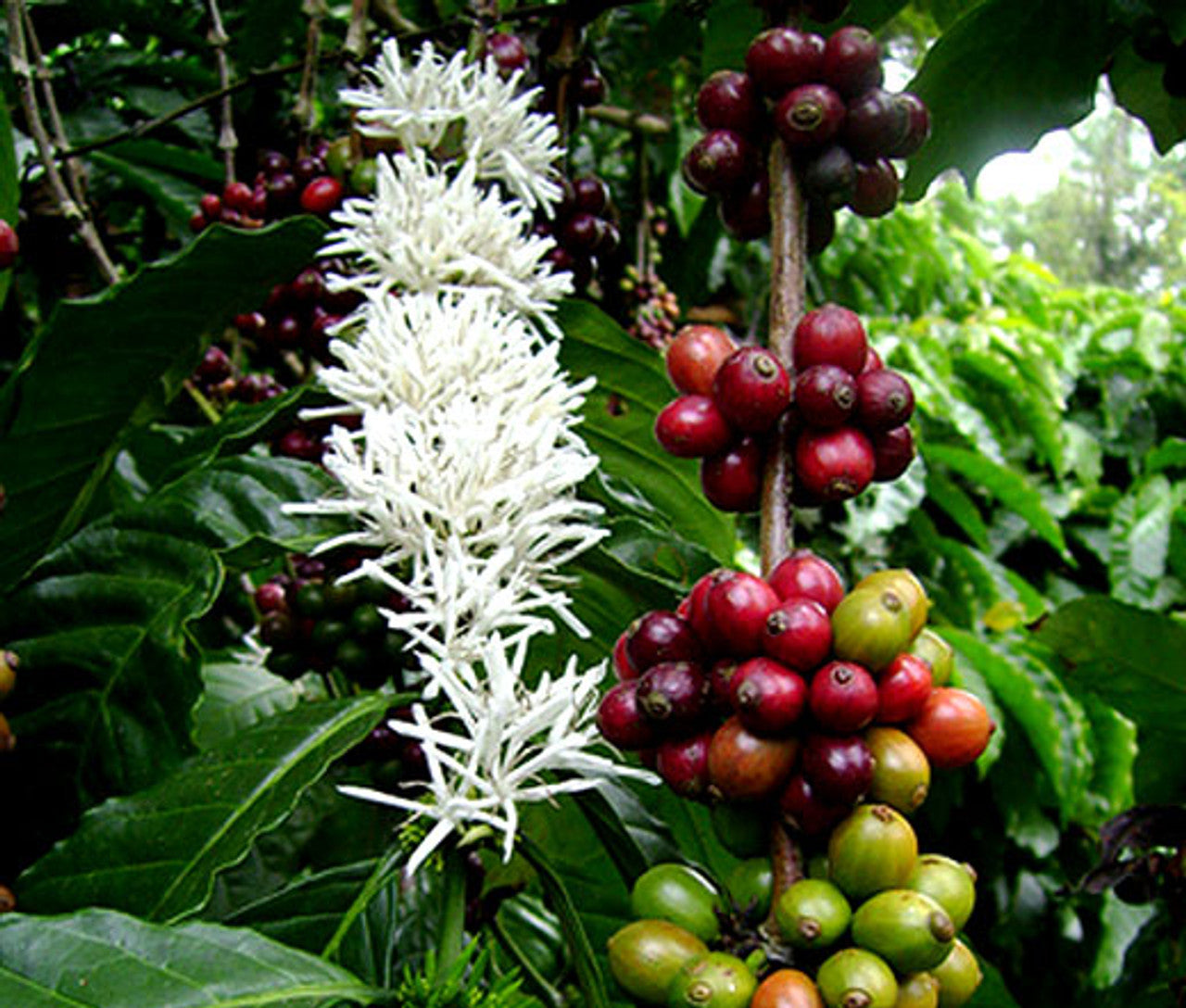 COFFEA ARABICA A FRUTTO ROSSO (CAFFE')