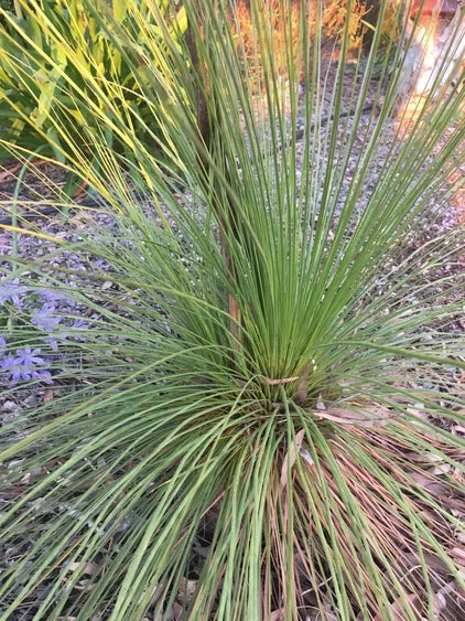 DASYLIRION LONGISSIMUM