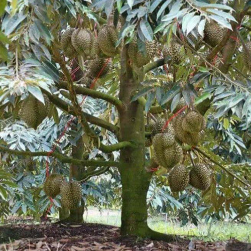 DURIO ZIBETHINUS (DURIAN)