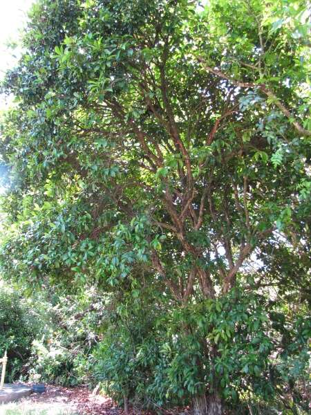 EUGENIA BRASILIENSIS (GRUMICHANA)