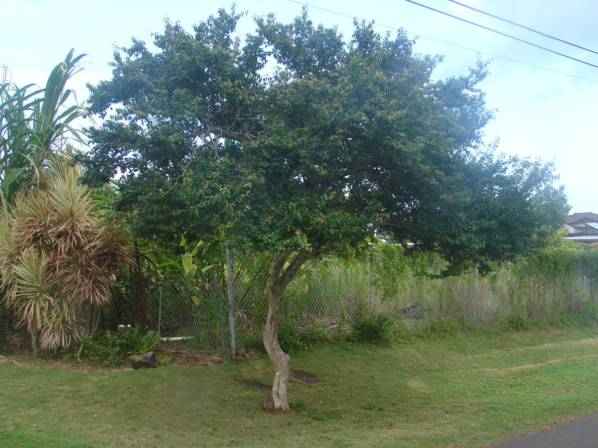EUGENIA UNIFLORA BLACK STAR (PITANGA NERA)