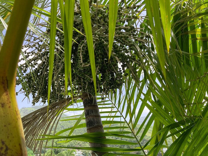 EUTERPE OLERACEA (ACAI)