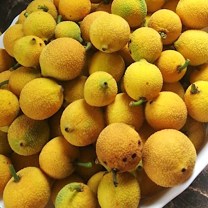 GARCINIA ACUMINATA (BACURI)