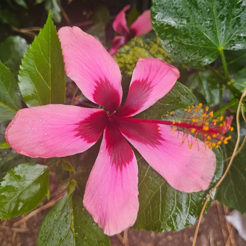 HIBISCUS ROSA SINENSIS "FIJI ISLAND"