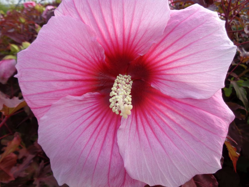 HIBISCUS MOSCHEUTOS "SUMMER STORM" (IBISCO GIGANTE)