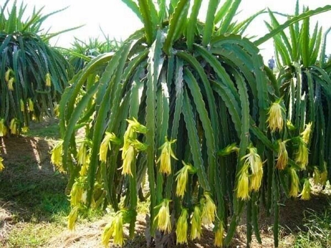 HYLOCEREUS MEGALANTHUS - (PITAYA GIALLA)