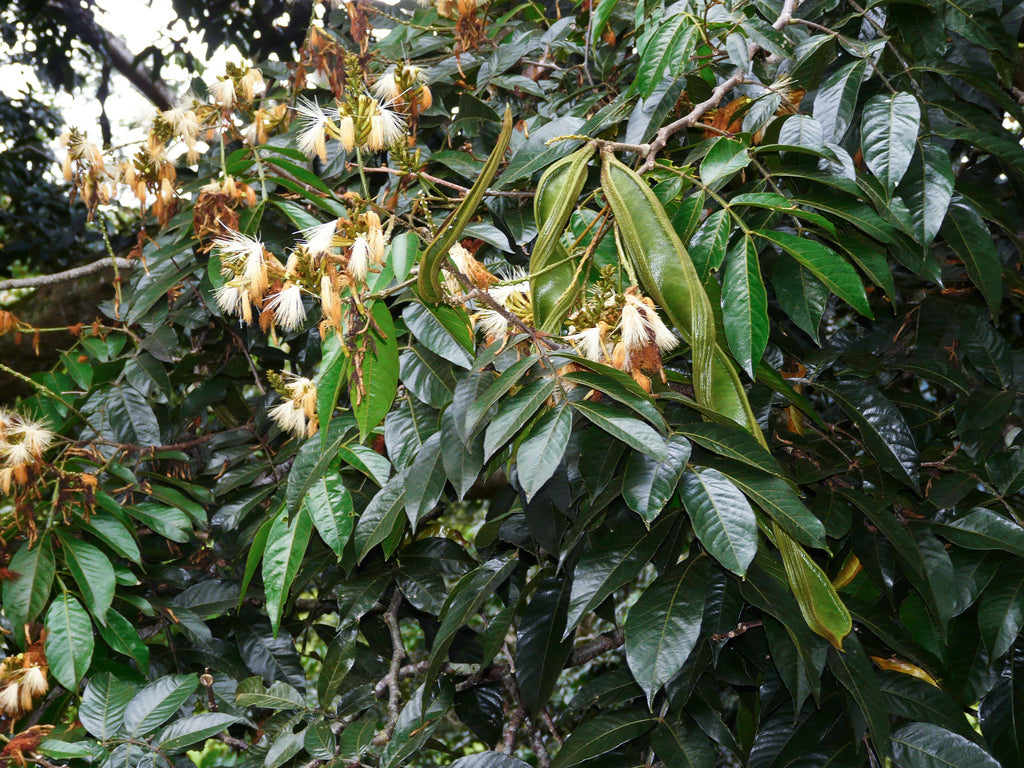 INGA EDULIS (INGA - GUAMA)