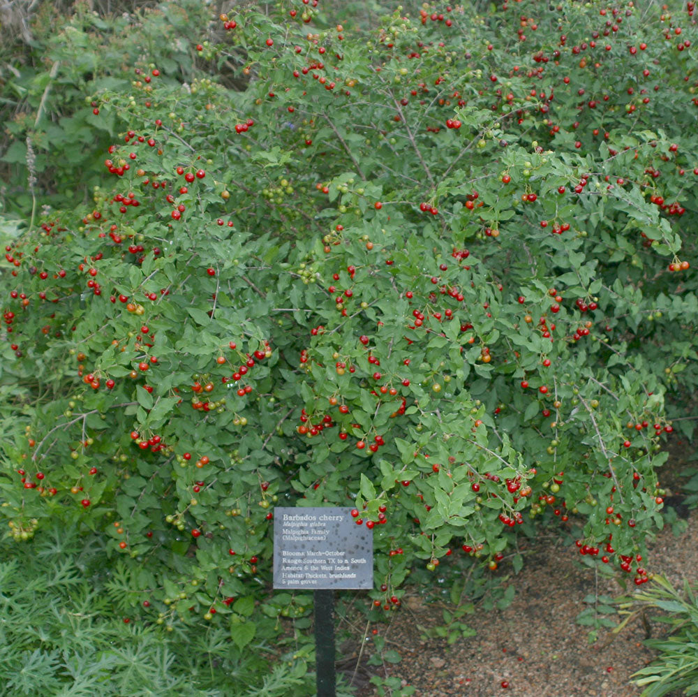 MALPIGHIA GLABRA (ACEROLA)