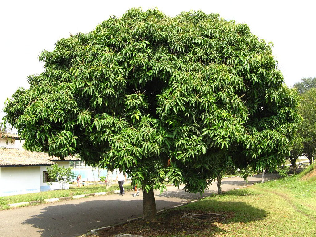 MANGIFERA INDICA (MANGO) VAR. ALFONSO