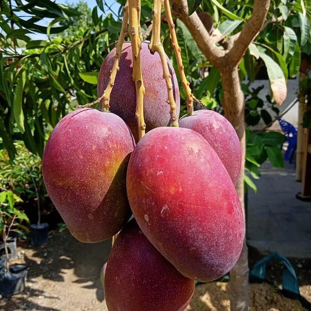 Quanti Kg Produce Una Pianta Di Mango Nam Doc Mai Mangifera