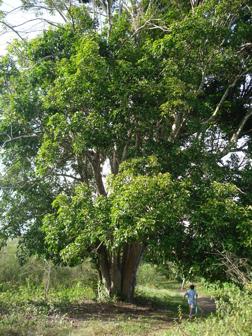 MELICOCCUS BIJUGATUS (MAMONCILLO)