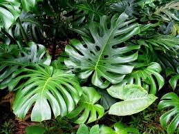 MONSTERA DELICIOSA A FOGLIE GIGANTI (MONSTERA FRUIT)