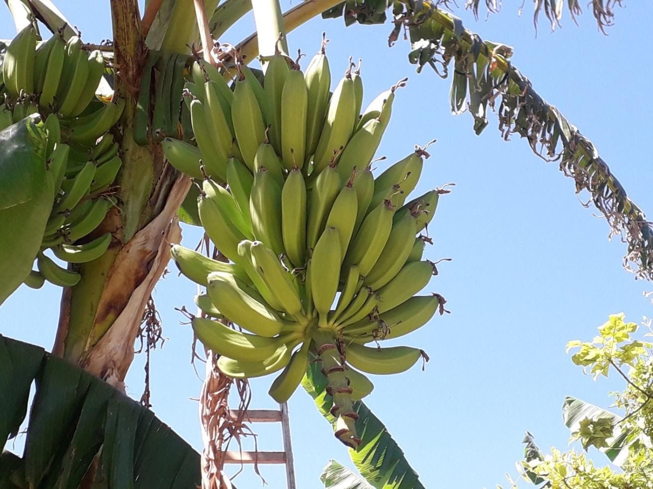 MUSA DWARF ORINOCO / MUSA DWARF TOPOCHO / MUSA DWARF BLUGGOE (BANANO EDULE)