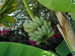 MUSA HAJARAY (BANANO EDULE)