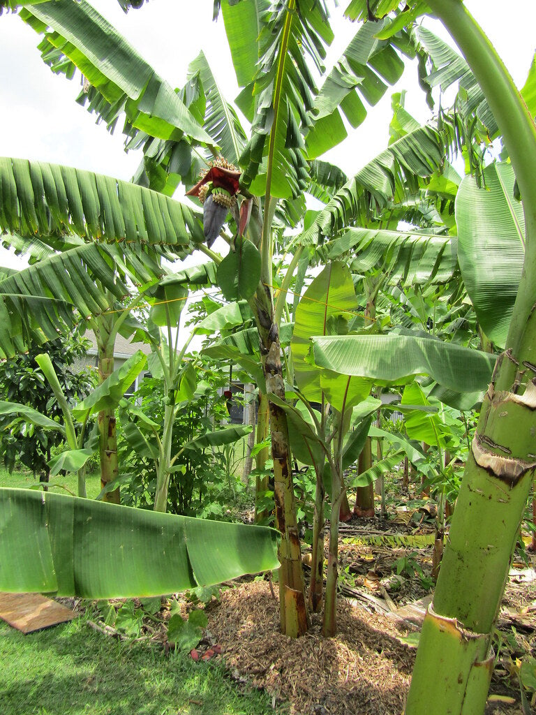 MUSA PISANG CEYLON / MYSORE (BANANO EDULE)
