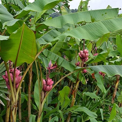 MUSA VELUTINA (BANANO ORNAMENTALE )