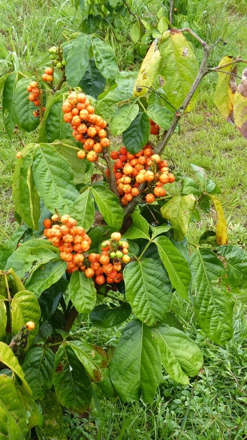 PAULLINIA CUPANA var. sorbilis (GUARANA')