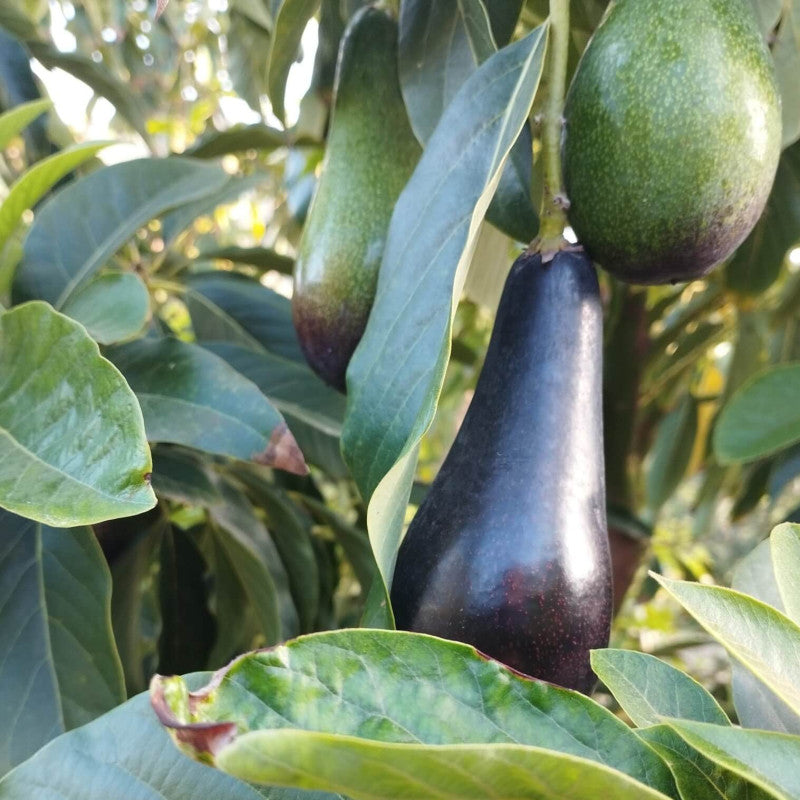 PERSEA AMERICANA VAR. TOPA TOPA (AVOCADO) - GRUPPO B