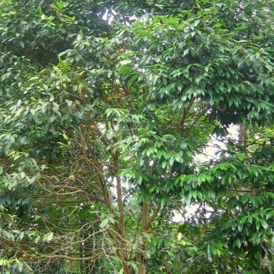 SYZYGIUM AQUEUM (WATER APPLE)