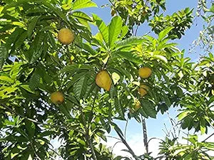 POUTERIA CAMPECHIANA (CANISTEL)