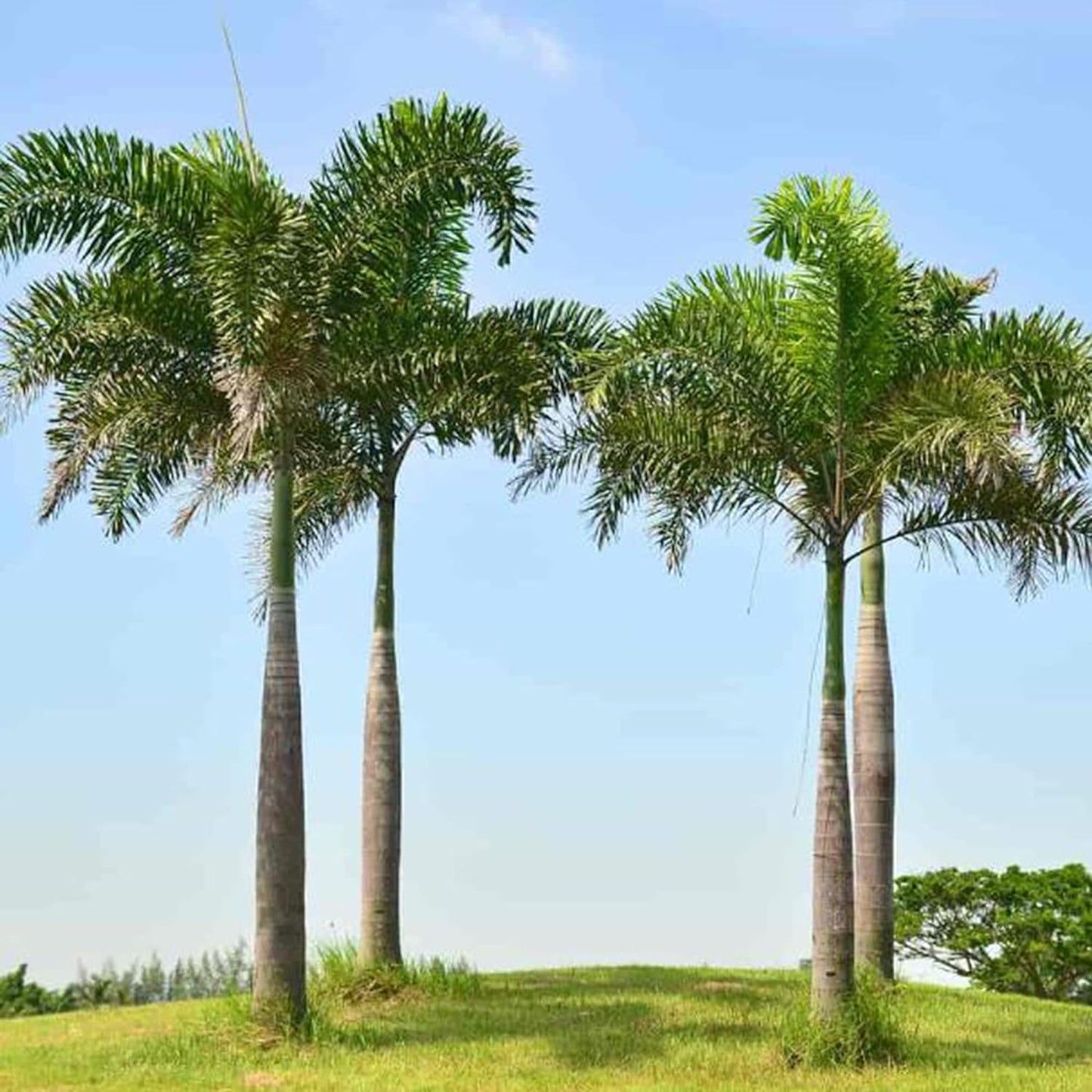 ROYSTONEA REGIA (PALMA REALE CUBANA)