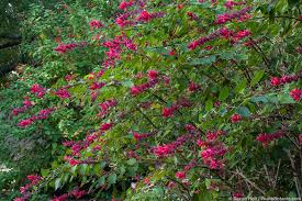 MURRAYA KOENIGII (CURRY TREE)